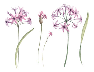 Watercolor allium flower illustration - obrazy, fototapety, plakaty