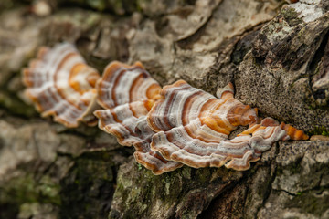 Turkey Tail Mushroom growing on dead hardwood stump - obrazy, fototapety, plakaty
