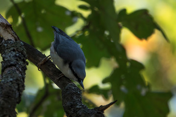 Природа