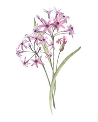 Fototapeta na wymiar Watercolor allium flower illustration