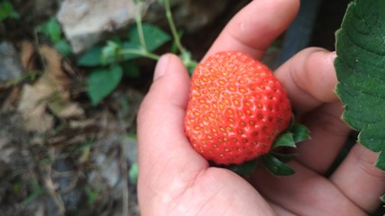 strawberry in hand