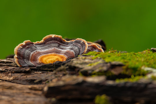 Turkey Tail Mushroom growing on dead hardwood stump