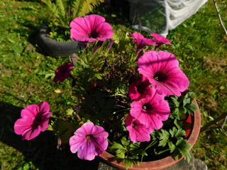flowers in the garden
