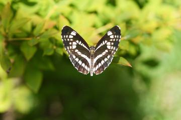 Fototapeta na wymiar 白黒の蝶　コミスジ