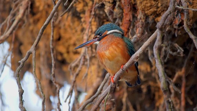 Common kingfisher camouflage