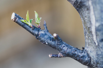 apple tree branch with tiny new leaves coming out © faithie