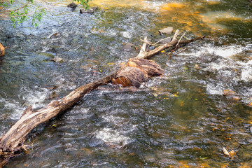 Stream with log near Kuranda in Tropical North Queensland, Australia