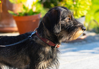 wire-haired dachshund, beautiful, outdoor, brown, black, innocent look, silly clot, wiener dog, sausage dog, dachshund sitting, dachshund dog, dachshund