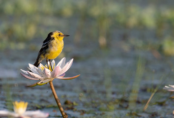 The wagtail on lotus flower