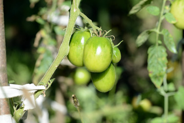 Unripe green tomatoes in the summer garden. The green tomatoes on a branch close-up in sunny day