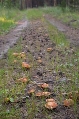 Mushroom boletus in the autumn forest