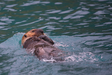 Seeotter, Kukakbay, Alaska - den überwiegenden Teil des Tages verbringen die niedlichen, possierlichen Tiere auf dem Rücken liegend, wobei sie sich sonnen und ihr Fell pflegen