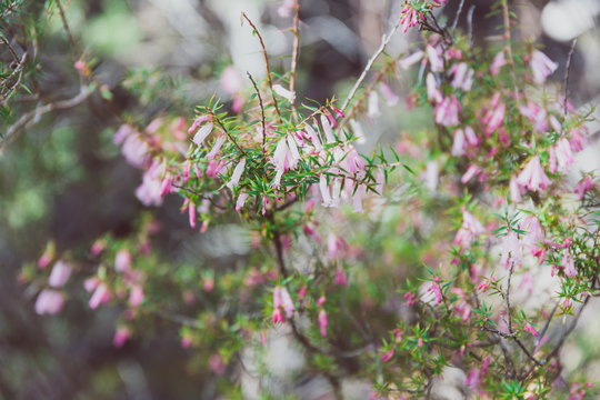 tiny bell-shaped wildflowers in the Australian bush