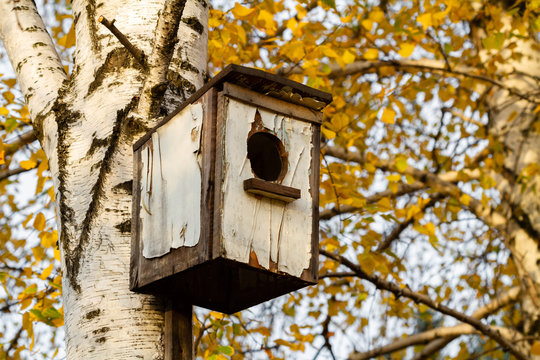 Wooden birdhouse with cracked paint on a birch tree in the park among autumn leaves