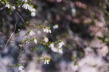 tiny bell-shaped wildflowers in the Australian bush