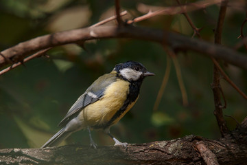 Obraz premium Природа