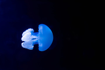 small jellyfish in close-up © Image'in