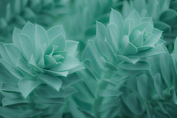 Blurry beautiful green flower