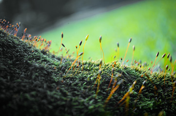 Spores of moss, Moss grows in the forest