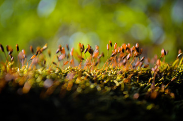 Spores of moss, Moss grows in the forest
