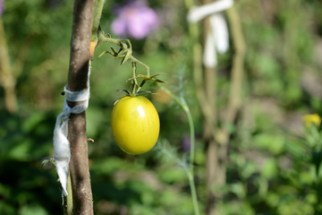 Unripe green tomatoes in the summer garden. The green tomatoes on a branch close-up in sunny day