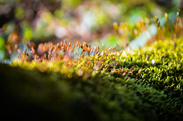 Spores of moss, Moss grows in the forest