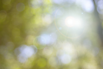 Natural spring blurred green leaves background. Create light soft colors and bright sunshine a short time before sunset tree in forest tropical.