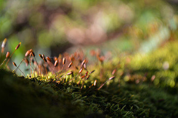 Spores of moss, Moss grows in the forest
