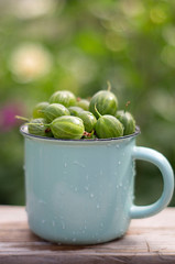 Gooseberries green juicy in a glass on the background of a summer garden. Summer.