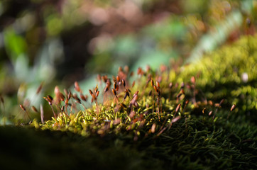 Spores of moss, Moss grows in the forest