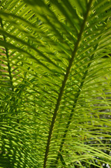 Green palm leaf backgrounds
