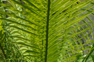 Green palm leaf backgrounds