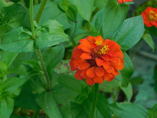 red flower in garden