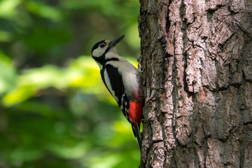 Природа