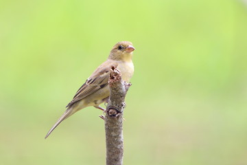 Bird on a branch