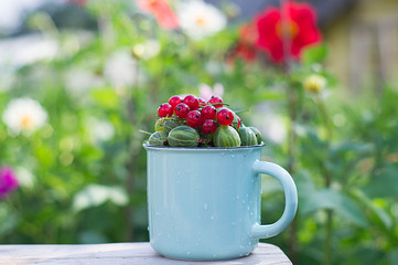 Green juicy gooseberries and red currants in a glass on a chair on the background of a summer garden. Summer.