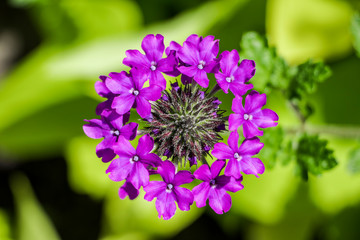 Purple flower with ring shape on green leaf backdrop