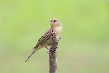 Bird on a branch