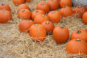 Harvest pumpkin patch