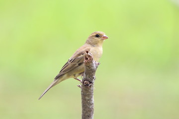 Bird on a branch