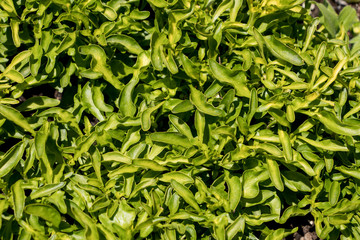 Yellow green grass texture