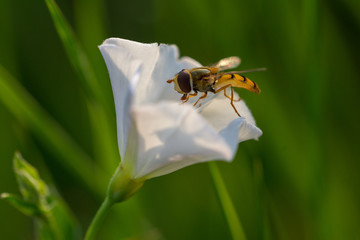 Honey Bee collecting pollen on purple, red orange or yellow flower against blue sky. Photo of a beautiful bee and flowers a sunny day. Honey Bee on Flower, Close Up Macro.
