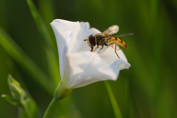 Honey Bee collecting pollen on purple, red orange or yellow flower against blue sky. Photo of a beautiful bee and flowers a sunny day. Honey Bee on Flower, Close Up Macro.