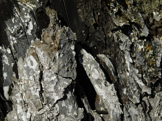 bark of a tree