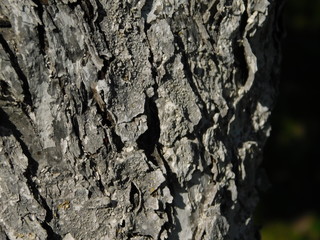 bark of a tree