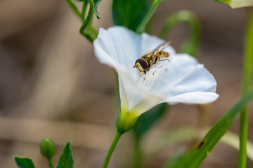 Honey Bee collecting pollen on purple, red orange or yellow flower against blue sky. Photo of a beautiful bee and flowers a sunny day. Honey Bee on Flower, Close Up Macro.