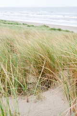 Sandy dunes overgrown with grass on the sea coast.