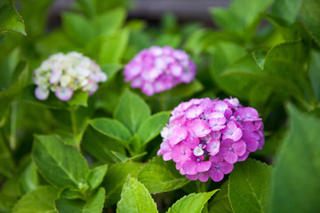 Hydrangea flower full bloom in garden.