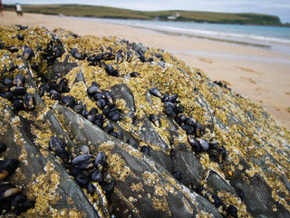 Mussels Closeup, Padstow - Cornwall