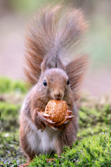 squirrel (Sciurus vulgaris) with walnut in the forest of Noord Brabant in the Netherlands.